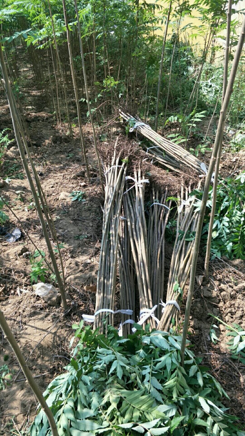 火炬树小苗，河北火炬树小苗，火炬树小苗批发，火炬苗价格