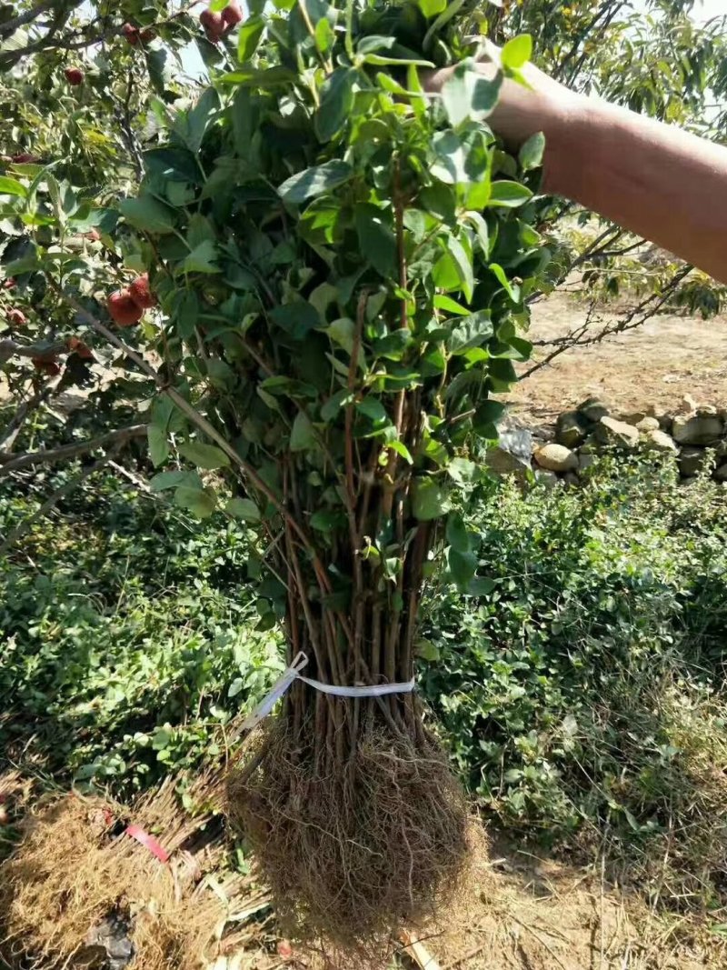 金银花苗品种纯量大从优规格齐全沙土地黄土都可种植