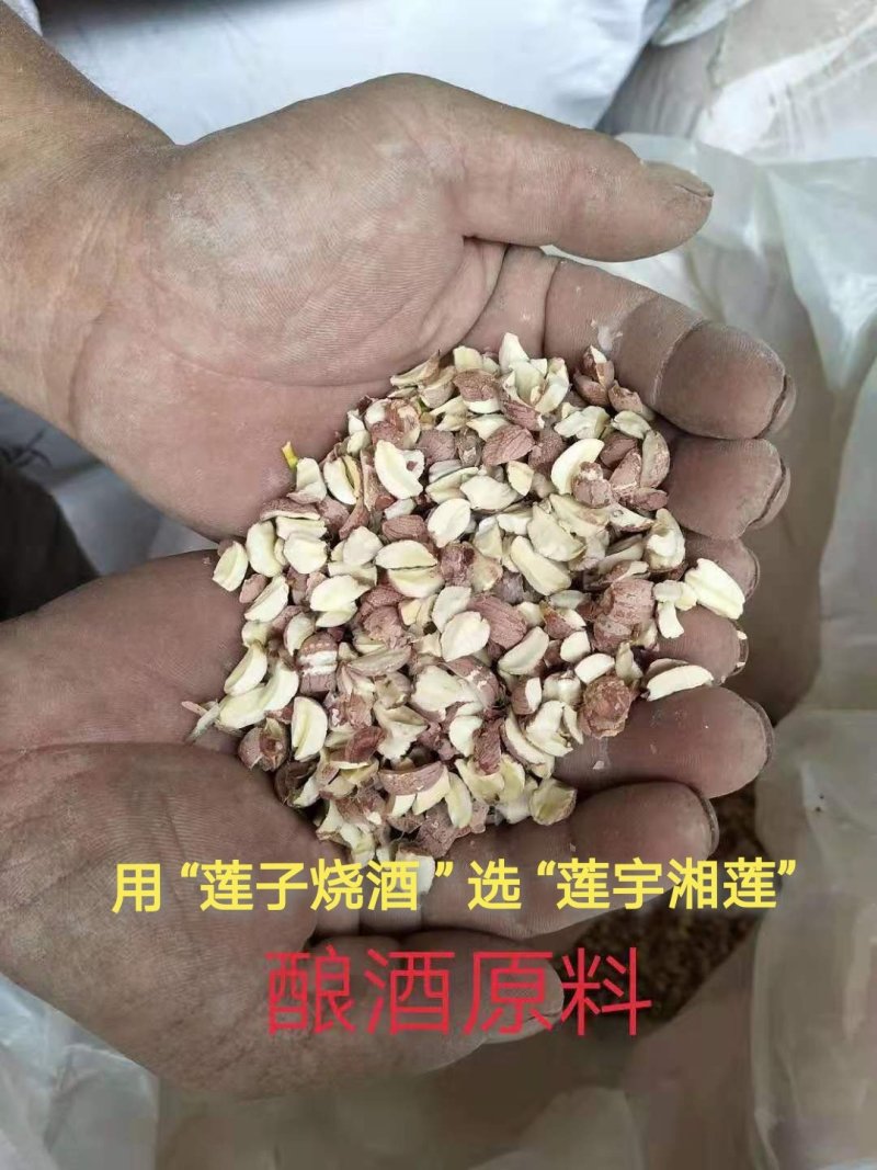 酿酒湘莲半莲碎莲酿酒粒莲出酒率高量大从优