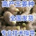 四川【368高产王姜种】亩产过万，全国发货。专业技术指导