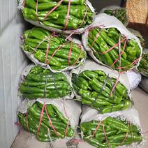 301辣椒️，大辣椒，泡椒大棚种植，一手货源，产地供应