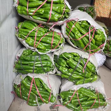 301辣椒️，大辣椒，泡椒大棚种植，一手货源，产地供应