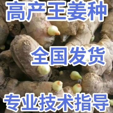 广东【368高产王姜种】亩产过万，全国发货。专业技术指导