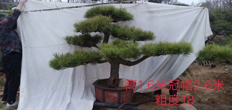 造型松造型景松黑松泰山景松油松