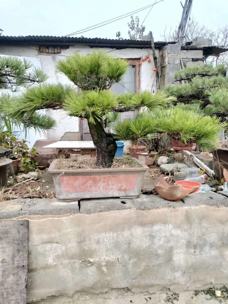 造型松造型景松黑松泰山景松油松