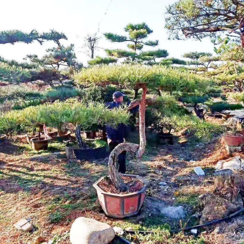 造型松造型景松黑松泰山景松油松