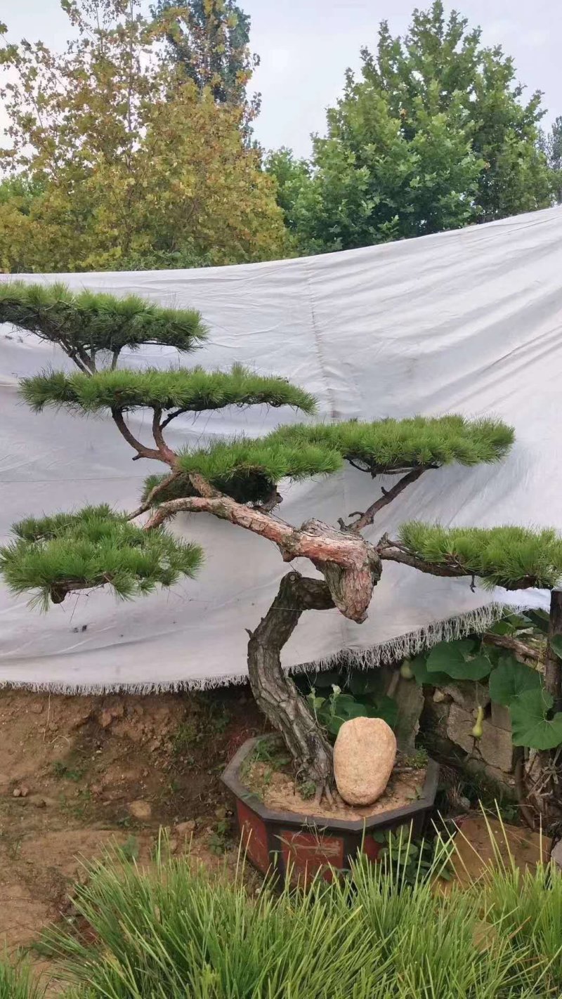 造型松造型景松黑松泰山景松油松