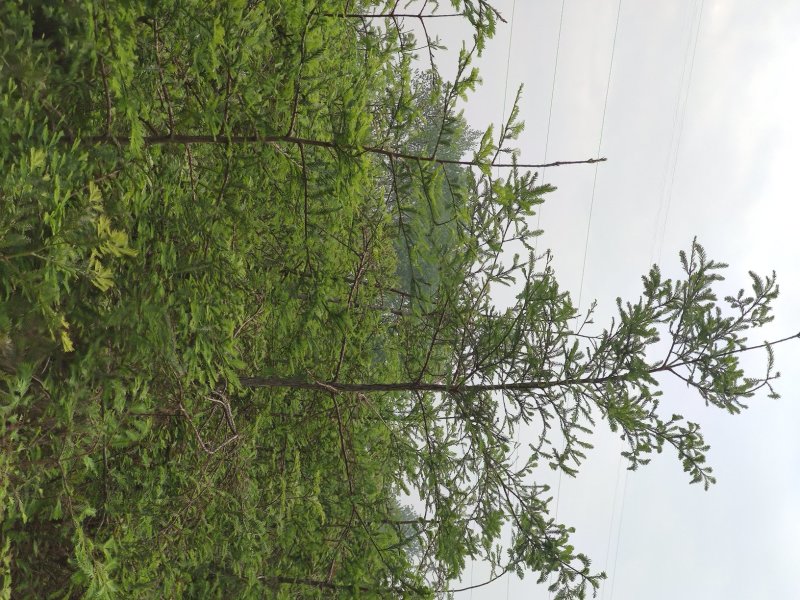 浙江舟山北美红杉树[美国红杉树]盐城北美红杉