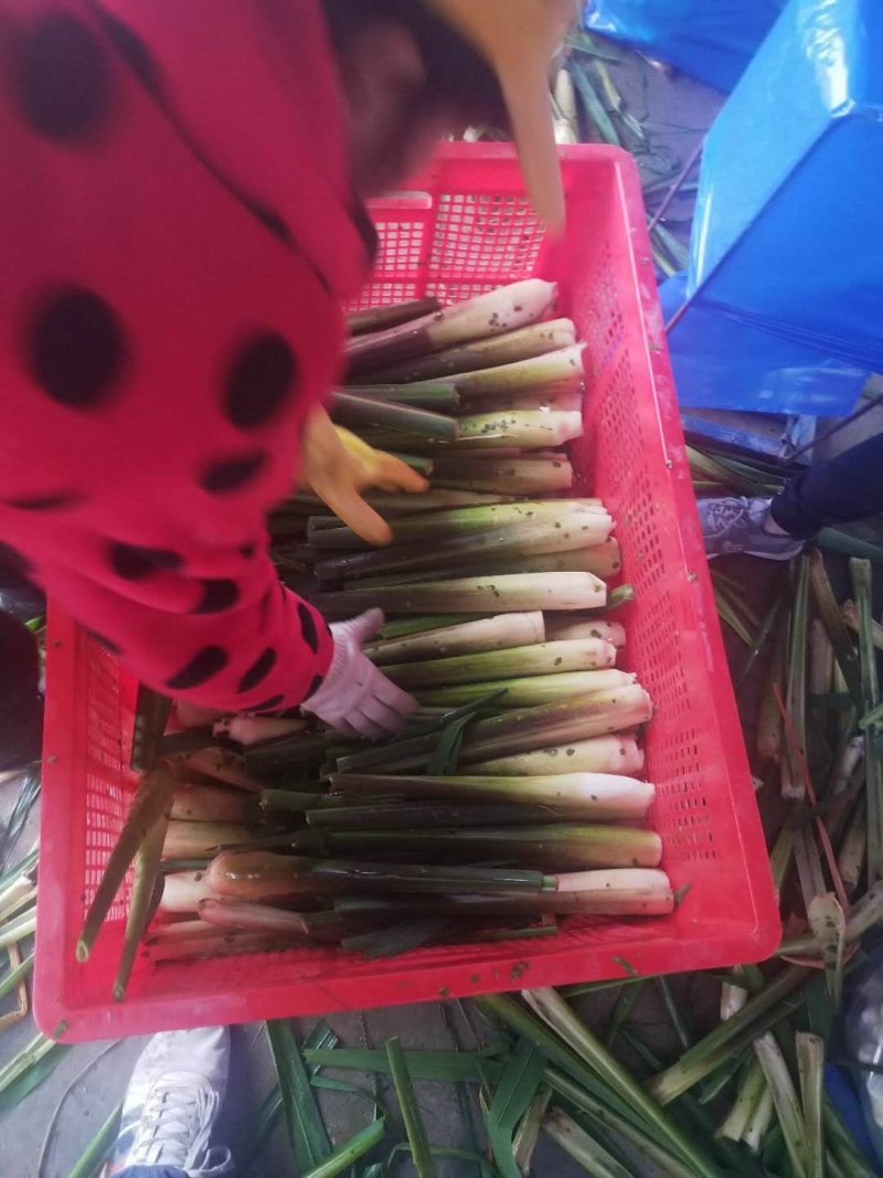 高山茭白