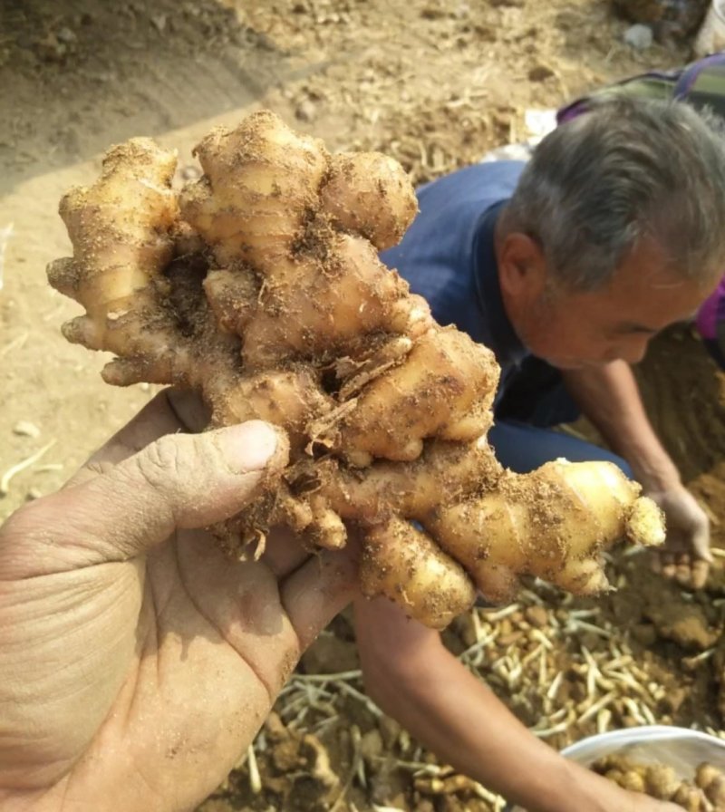 小姜批发大量供应货源充足各种质量都有