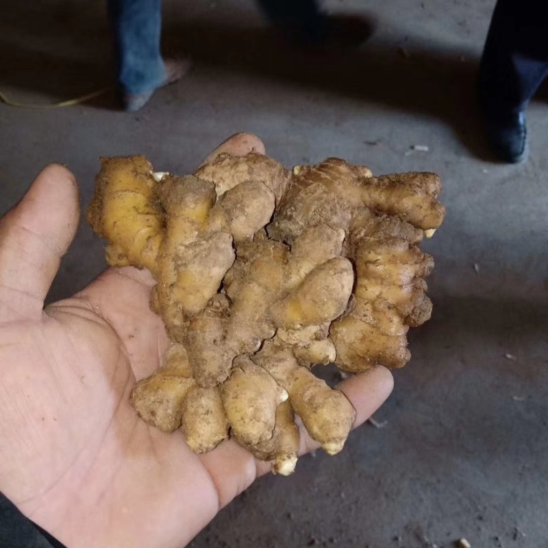 小姜批发大量供应货源充足各种质量都有