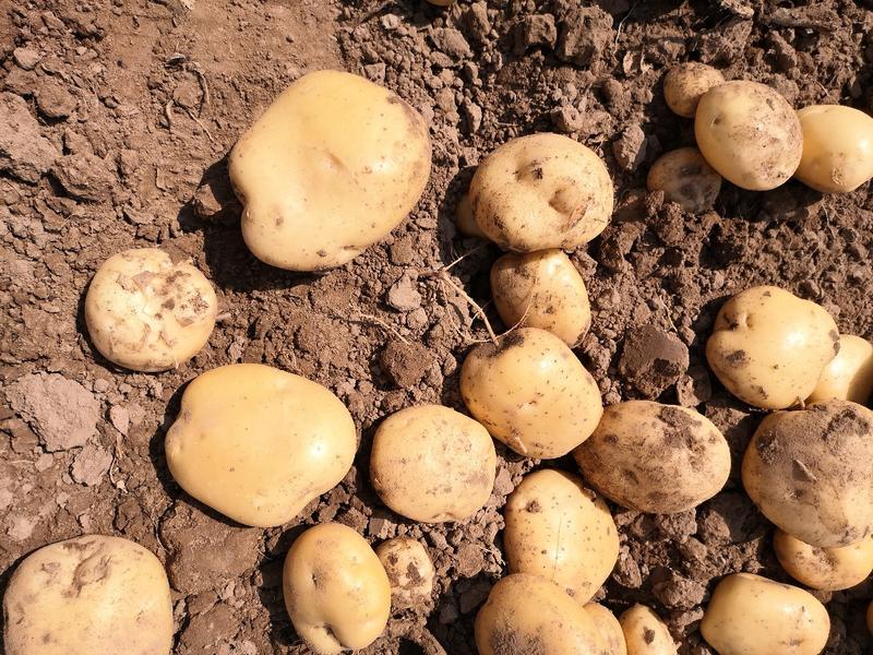 【土豆】河北中薯五号土豆一手货源可视频看货价格可谈