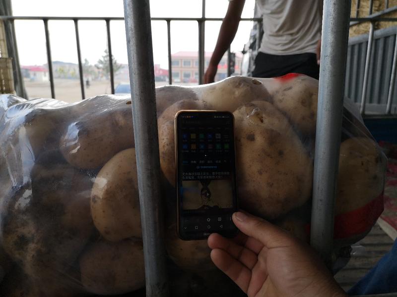 【土豆】河北中薯五号土豆一手货源可视频看货价格可谈