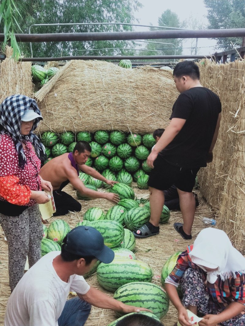 新疆西瓜精品西瓜昌吉西瓜沙漠西瓜吐鲁番西瓜