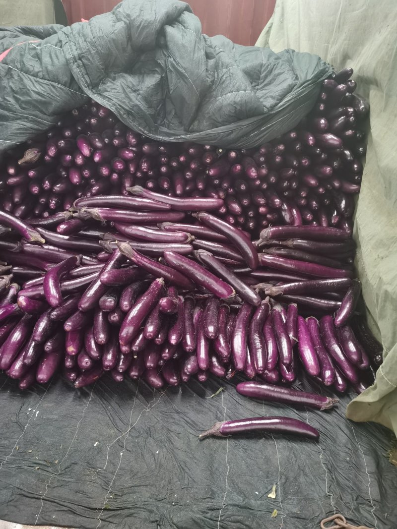 茄子精品横茄长茄大量上市质量保证诚信代办供应中