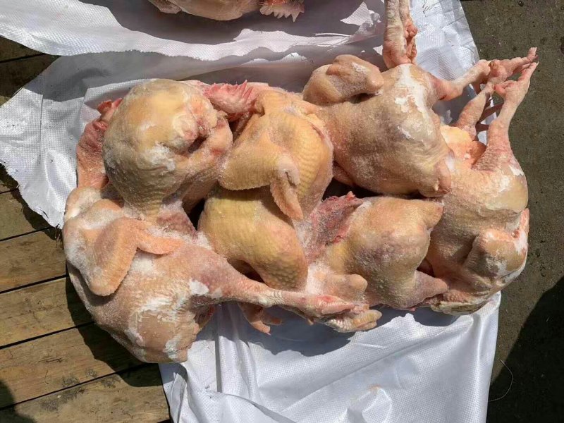 白条鸡