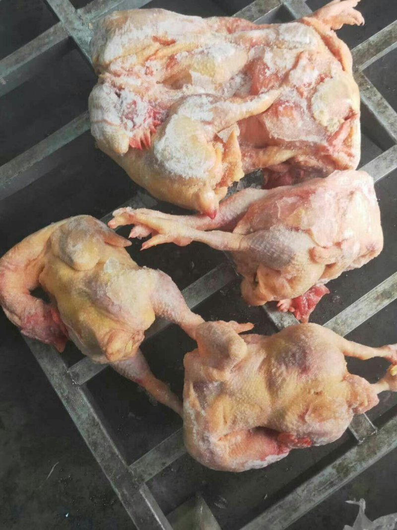 白条鸡