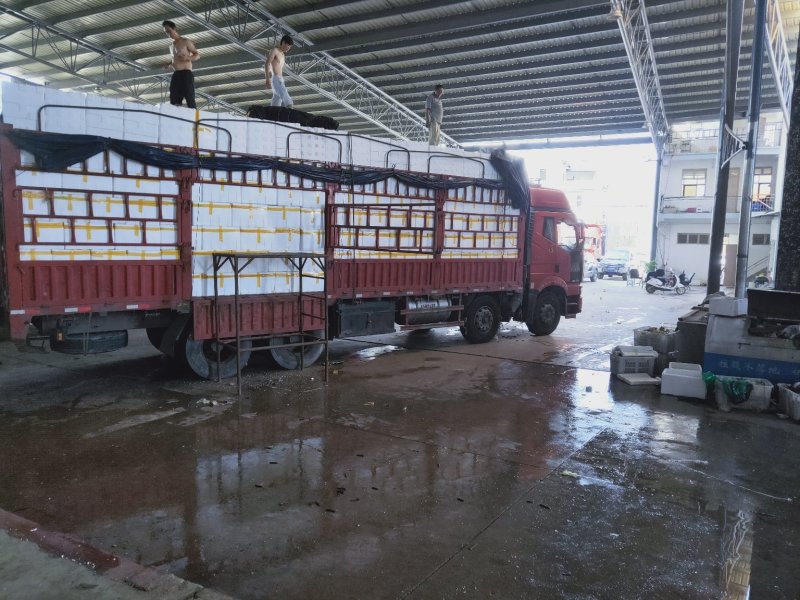 茄子精品横茄长茄大量上市质量保证诚信代办供应中