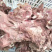 生熟去皮去骨牛头肉