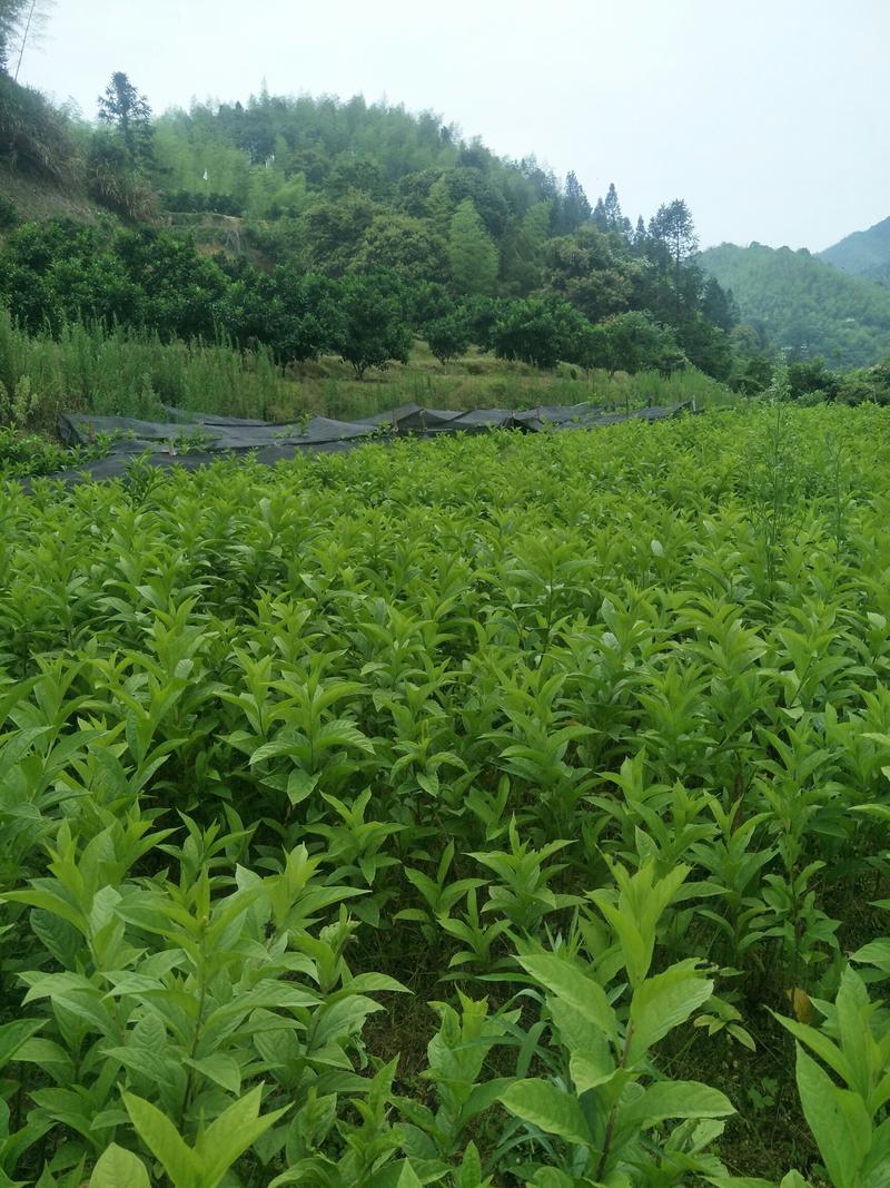 黄花倒水莲优质苗有大苗