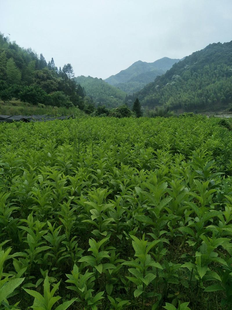 黄花倒水莲优质苗有大苗