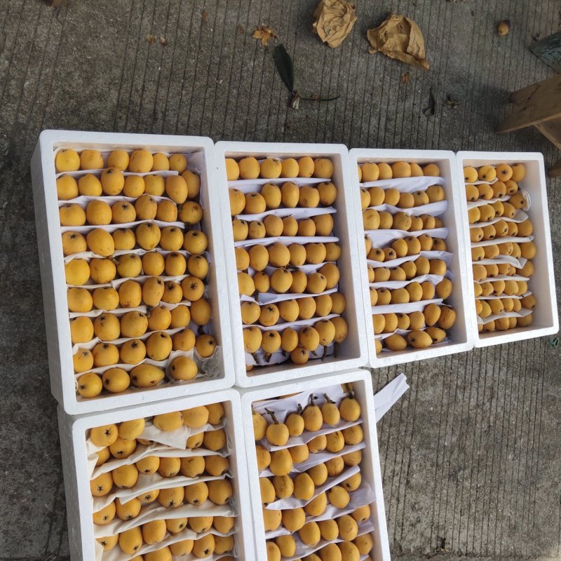 白沙枇杷