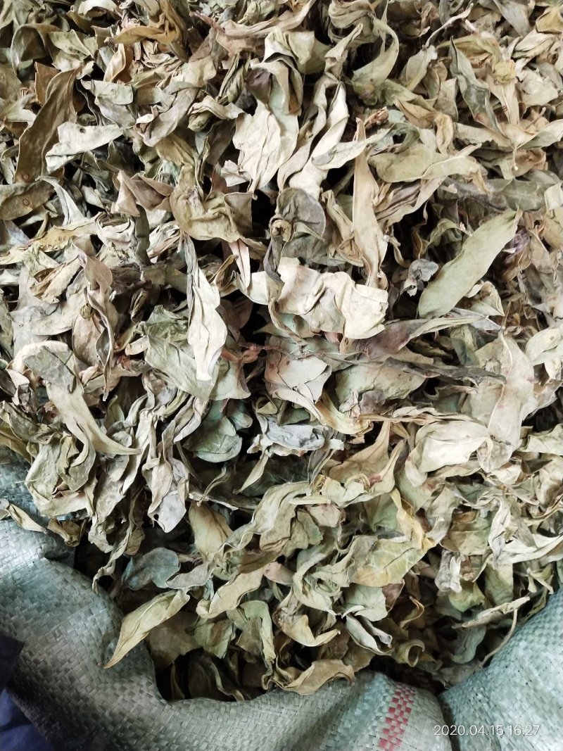 野生的中药材龙利叶，龙利叶，产地一手货源，批发零售