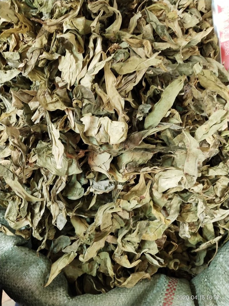 野生的中药材龙利叶，龙利叶，产地一手货源，批发零售