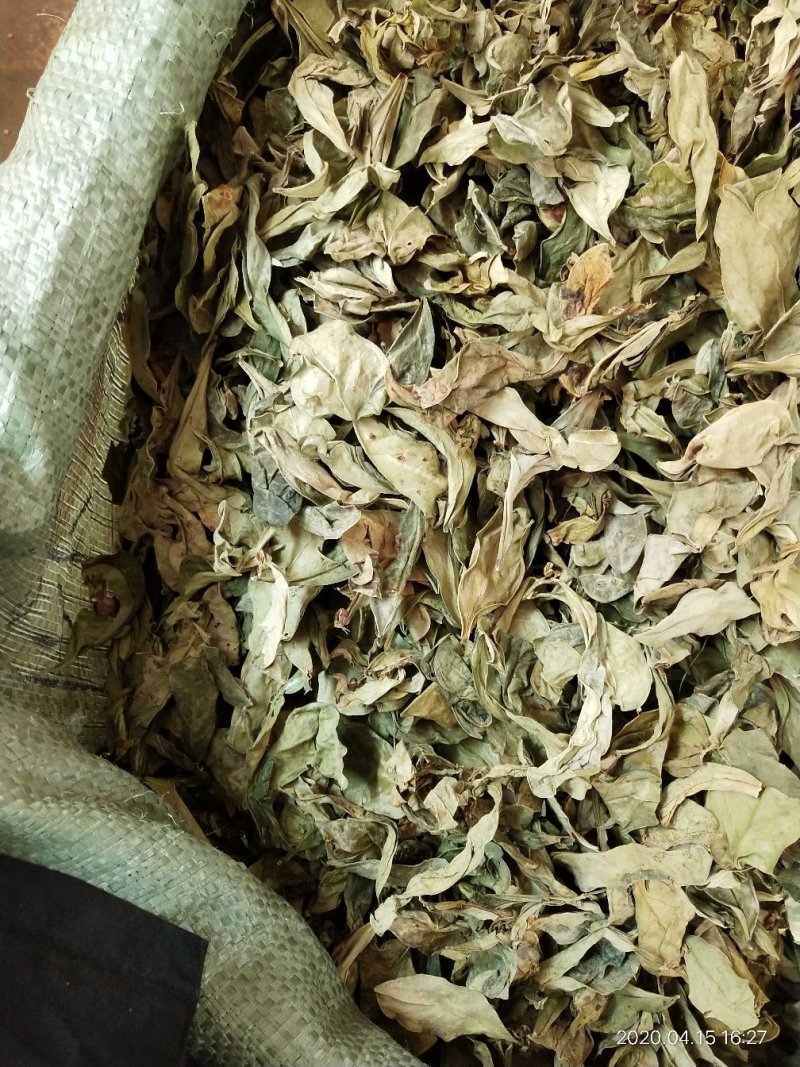 野生的中药材龙利叶，龙利叶，产地一手货源，批发零售