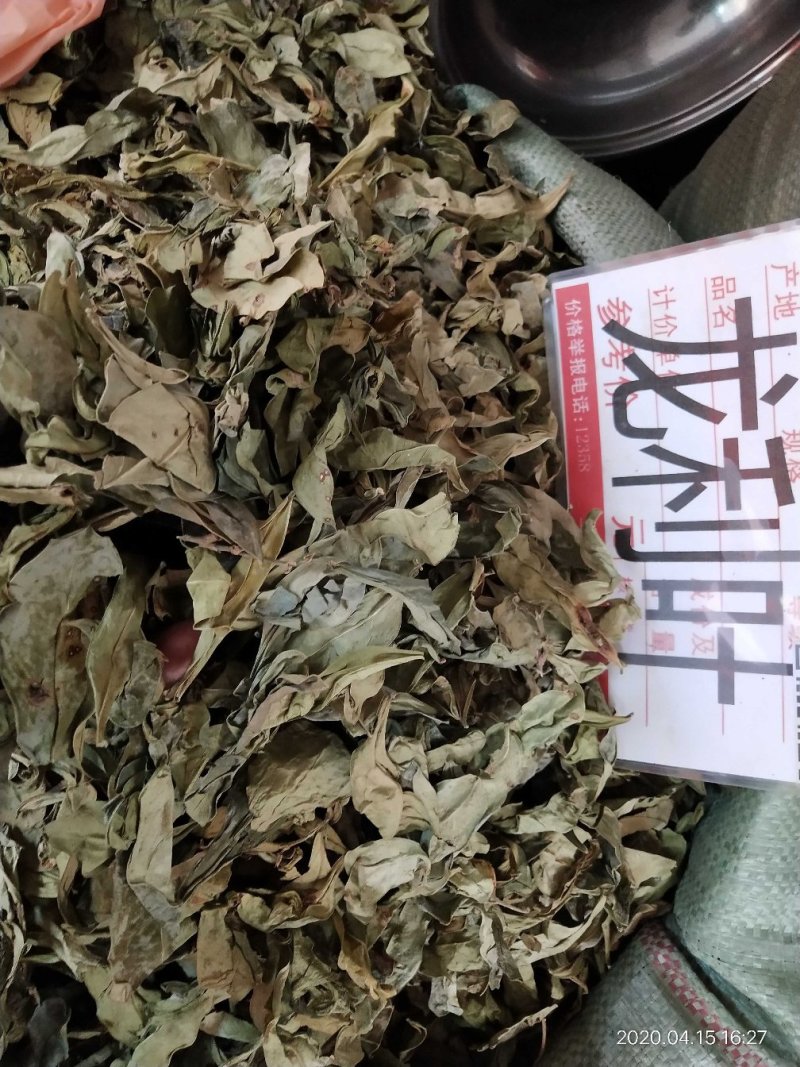野生的中药材龙利叶，龙利叶，产地一手货源，批发零售