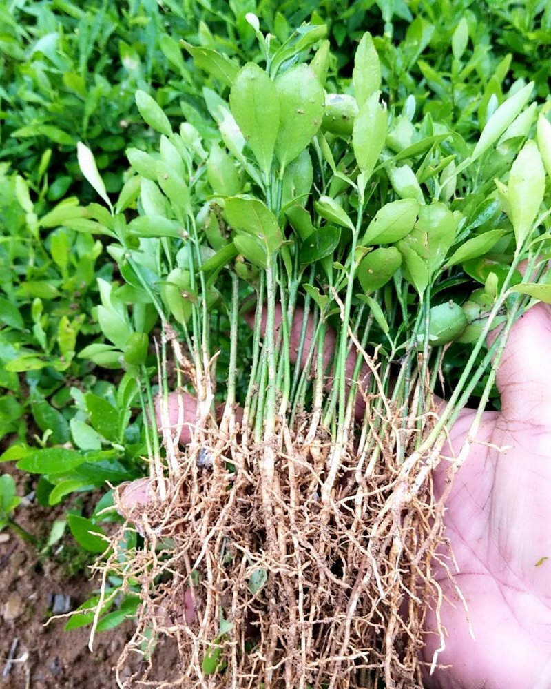 【香橙苗】软枝香橙苗，香橙小苗产地直发量大从优可视频看货