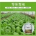 杀单苏云菌蔬菜果树药水稻水稻二化螟三化螟菜青虫农药杀虫剂