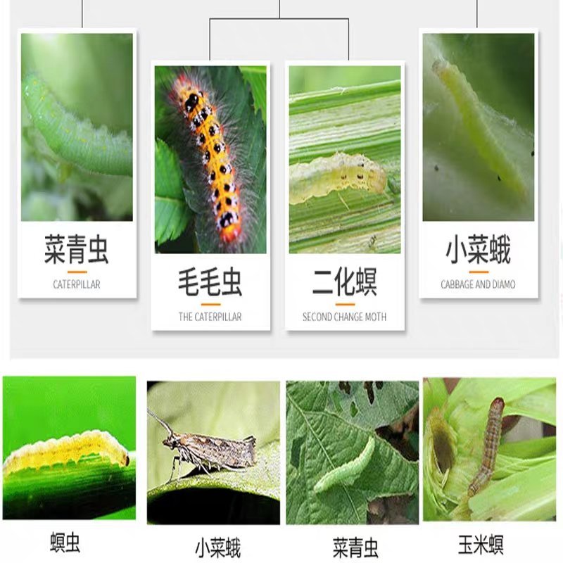 杀单苏云菌蔬菜果树药水稻水稻二化螟三化螟菜青虫农药杀虫剂