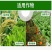 杀单苏云菌蔬菜果树药水稻水稻二化螟三化螟菜青虫农药杀虫剂