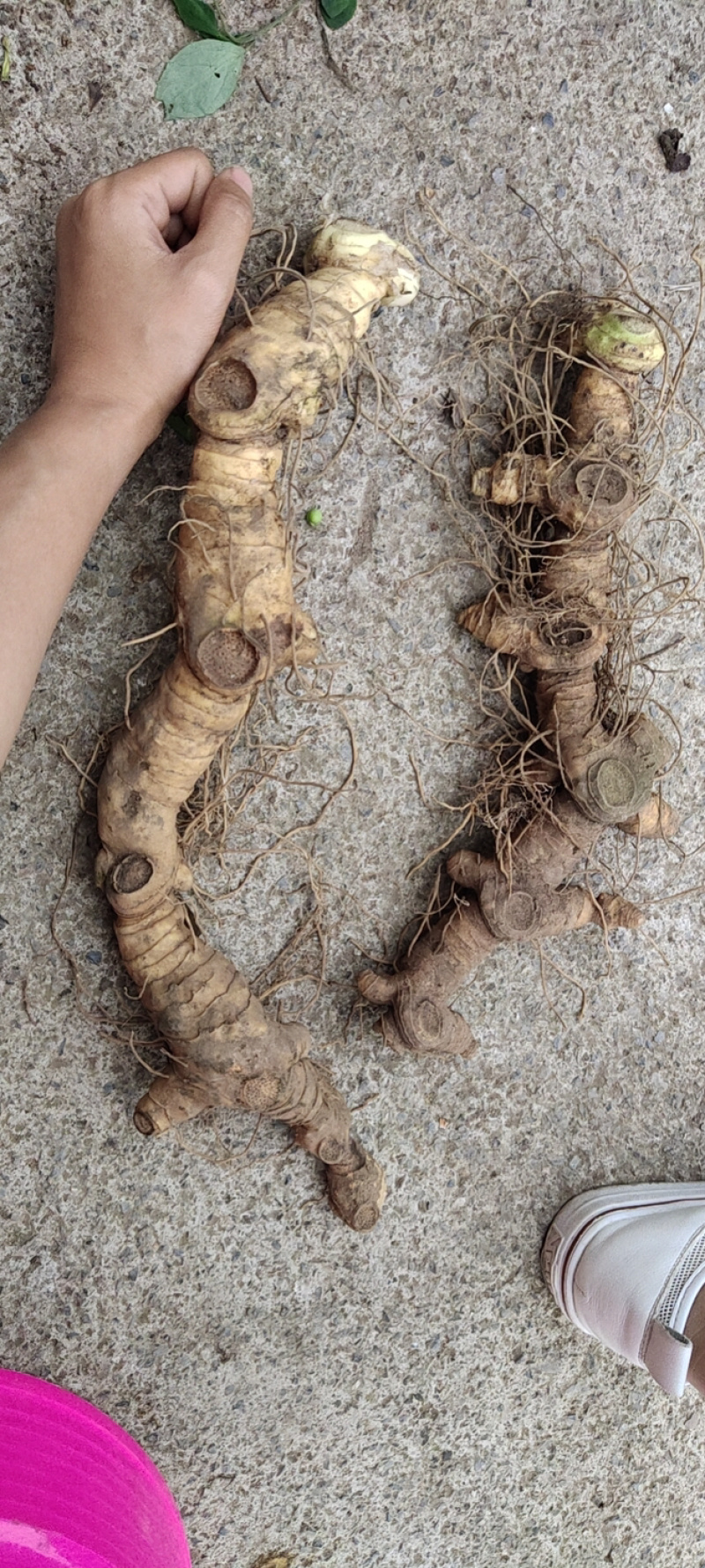 鸡头黄精姜型多花倒苗甜黄精块茎产地湖北