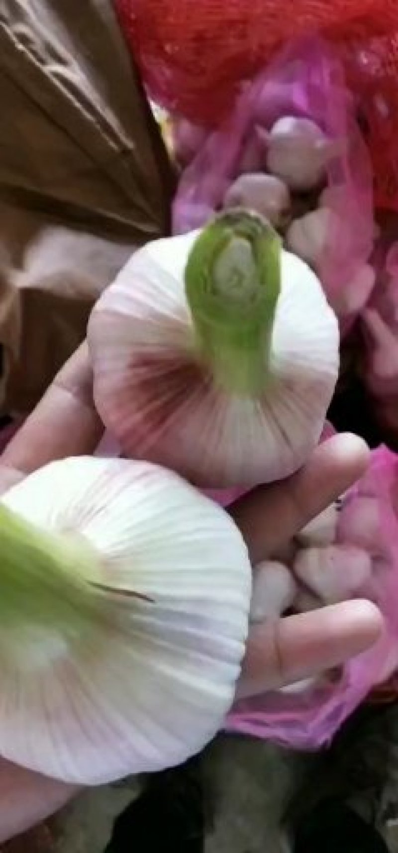 邳州紫皮大蒜产地直销可视频看邳州紫皮大蒜产地直销可视频看