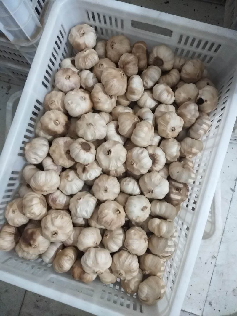 金乡黑蒜多瓣独头电商代发保证质量价格便宜…………