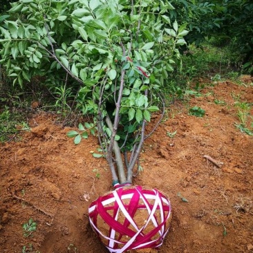 正宗江西中花吴茱萸树苗广西茶辣扦插枝条芋漆臭米辣子