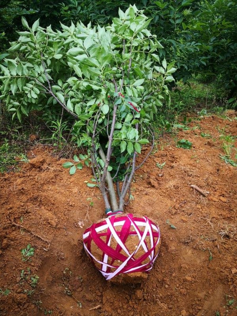 正宗江西中花吴茱萸树苗广西茶辣扦插枝条芋漆臭米辣子