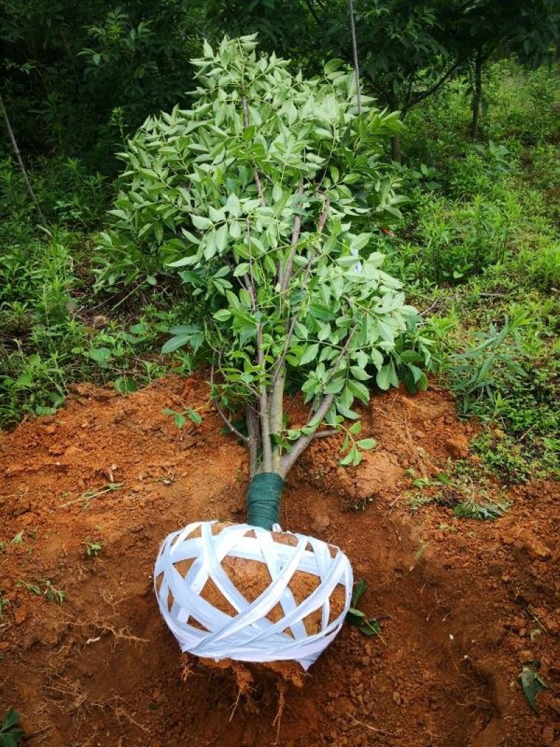 正宗江西中花吴茱萸树苗广西茶辣扦插枝条芋漆臭米辣子