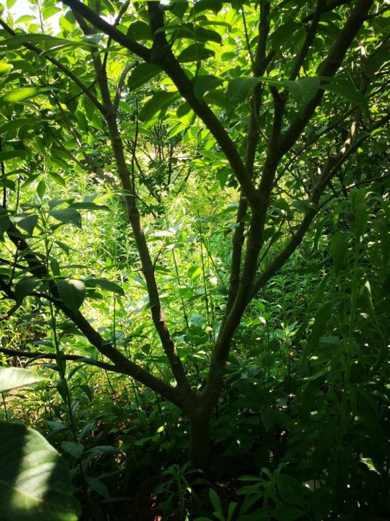 正宗江西中花吴茱萸树苗广西茶辣扦插枝条芋漆臭米辣子