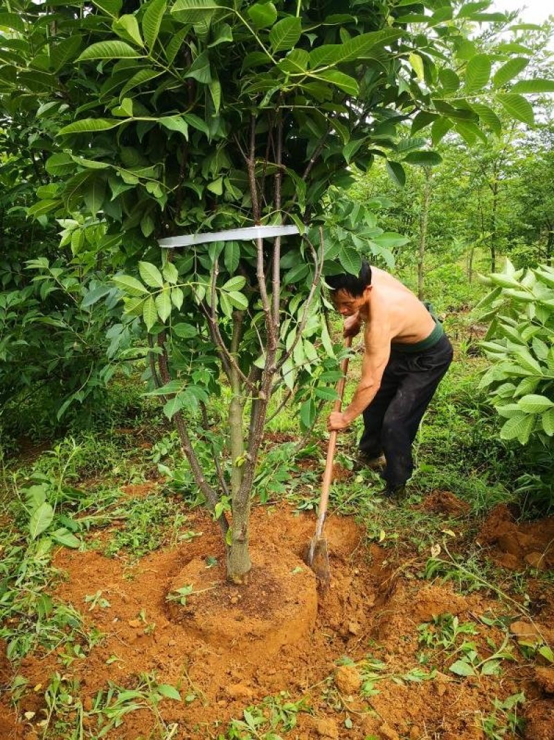 正宗江西中花吴茱萸树苗广西茶辣扦插枝条芋漆臭米辣子