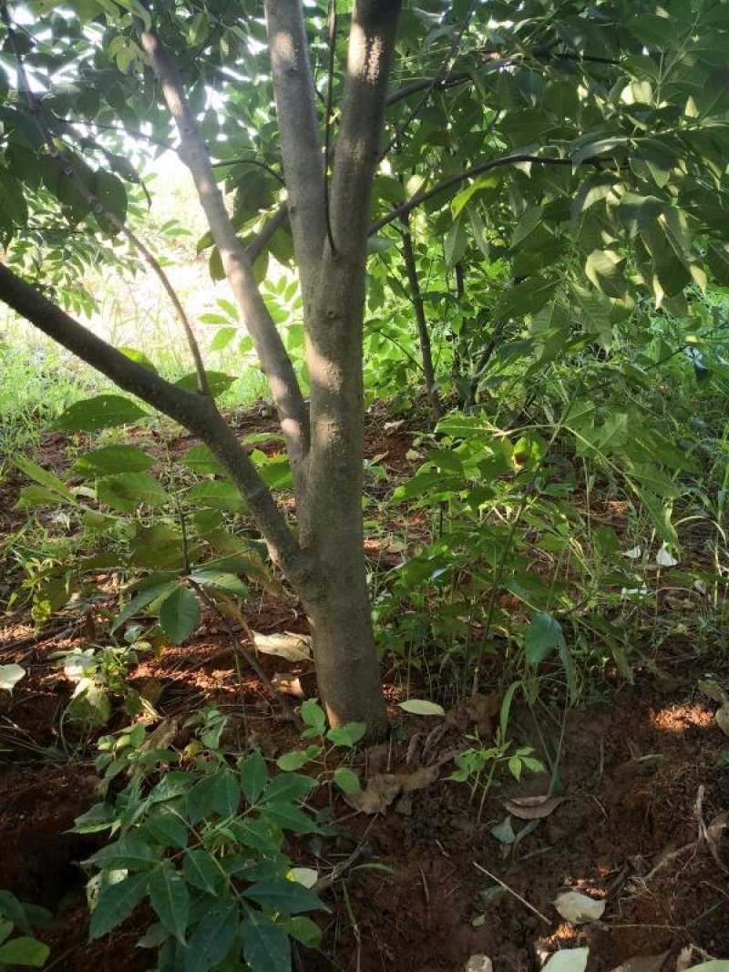 正宗江西中花吴茱萸树苗广西茶辣扦插枝条芋漆臭米辣子