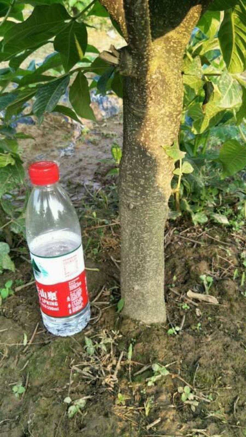 正宗江西中花吴茱萸树苗广西茶辣扦插枝条芋漆臭米辣子