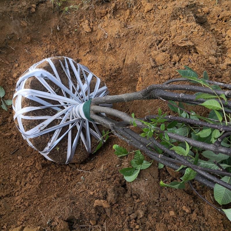 正宗江西中花吴茱萸树苗广西茶辣扦插枝条芋漆臭米辣子