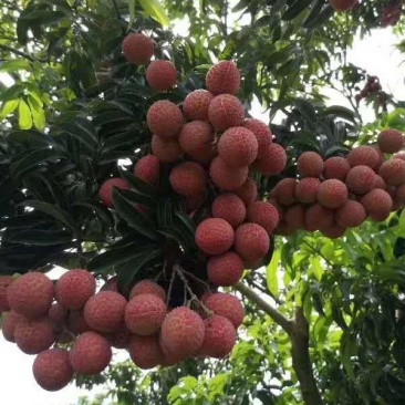 广东省高州市荔枝之乡白糖罂，妃子笑，新兴，黑叶，桂味，