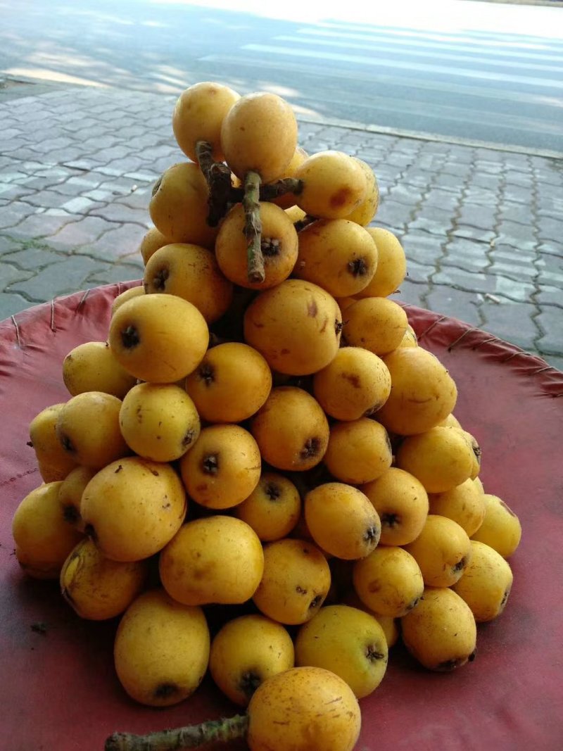 枇杷果