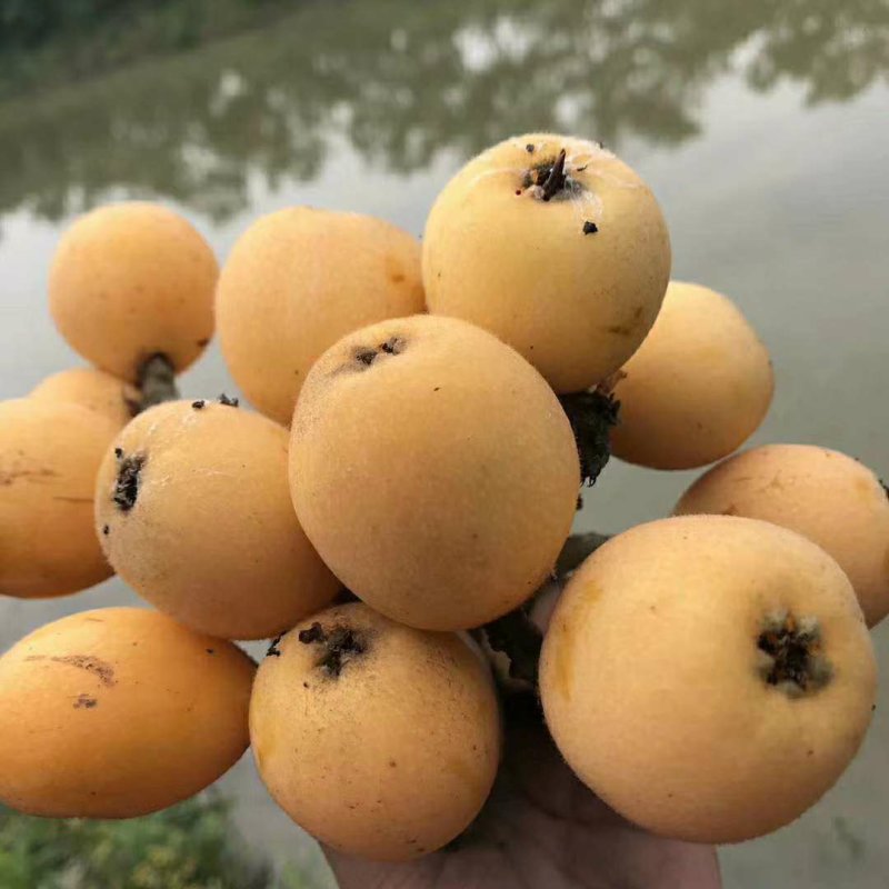 枇杷果