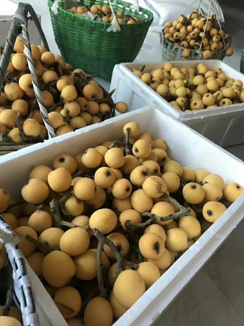 枇杷果