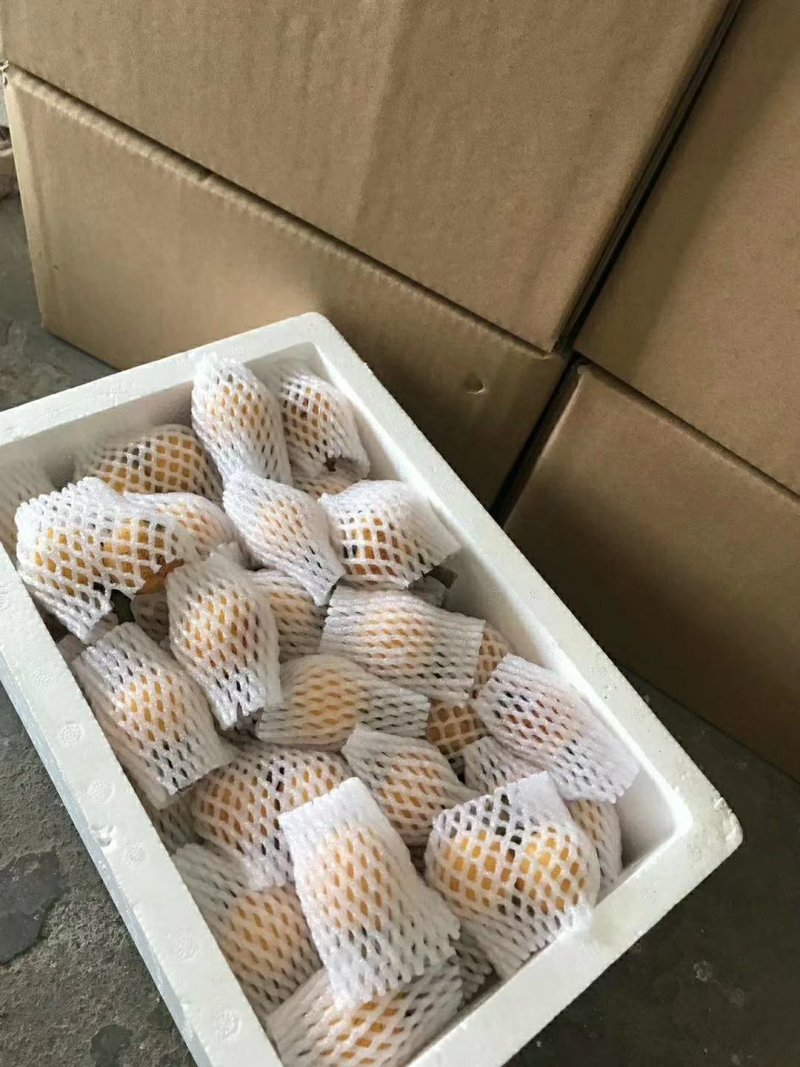 枇杷果